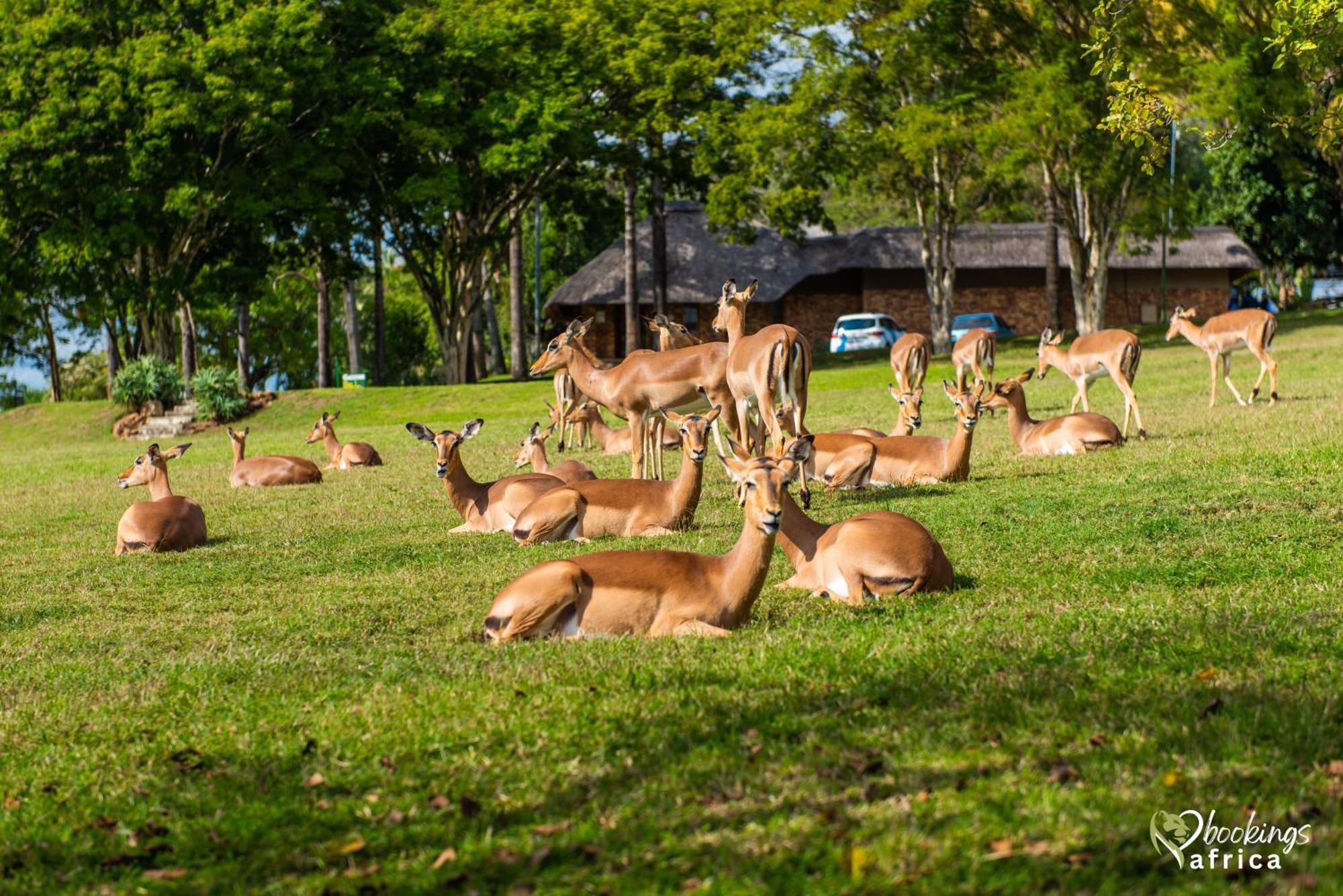 Kruger Park Lodge Unit No. 252 Hazyview Eksteriør billede